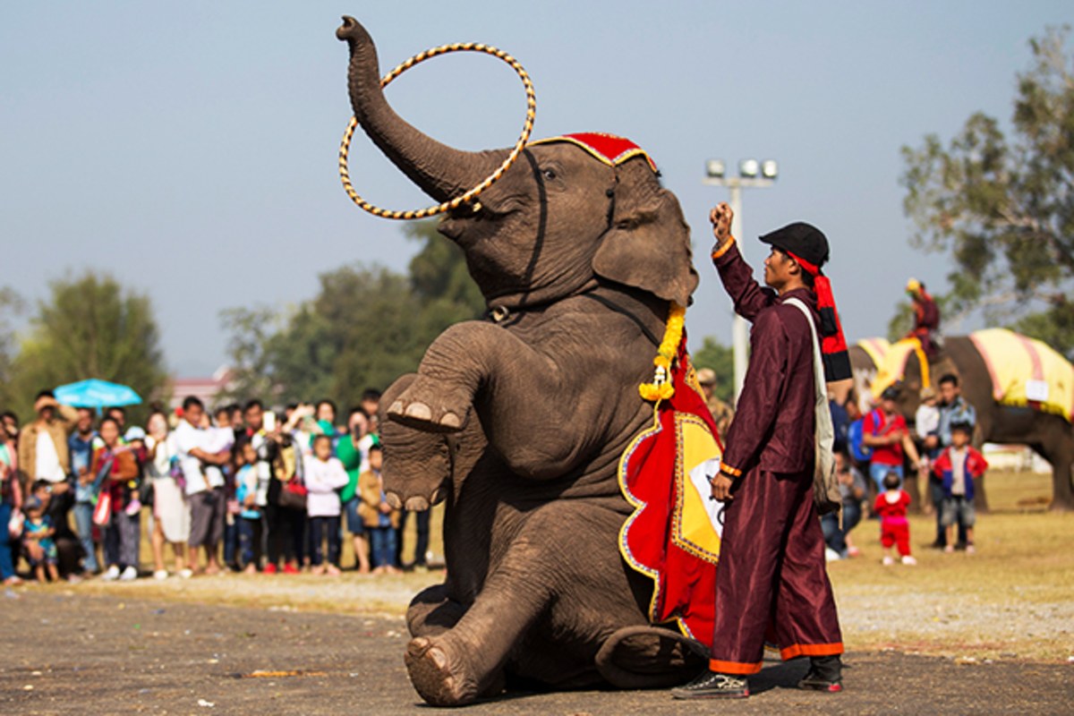 Festival des éléphants, Laos Festival des éléphants, Laos