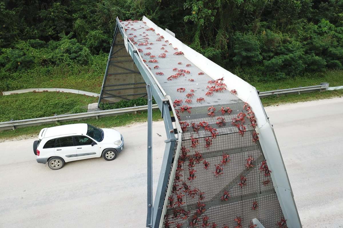 Assistez à l'impressionante migration de crabes rouges à Cuba, Cuba