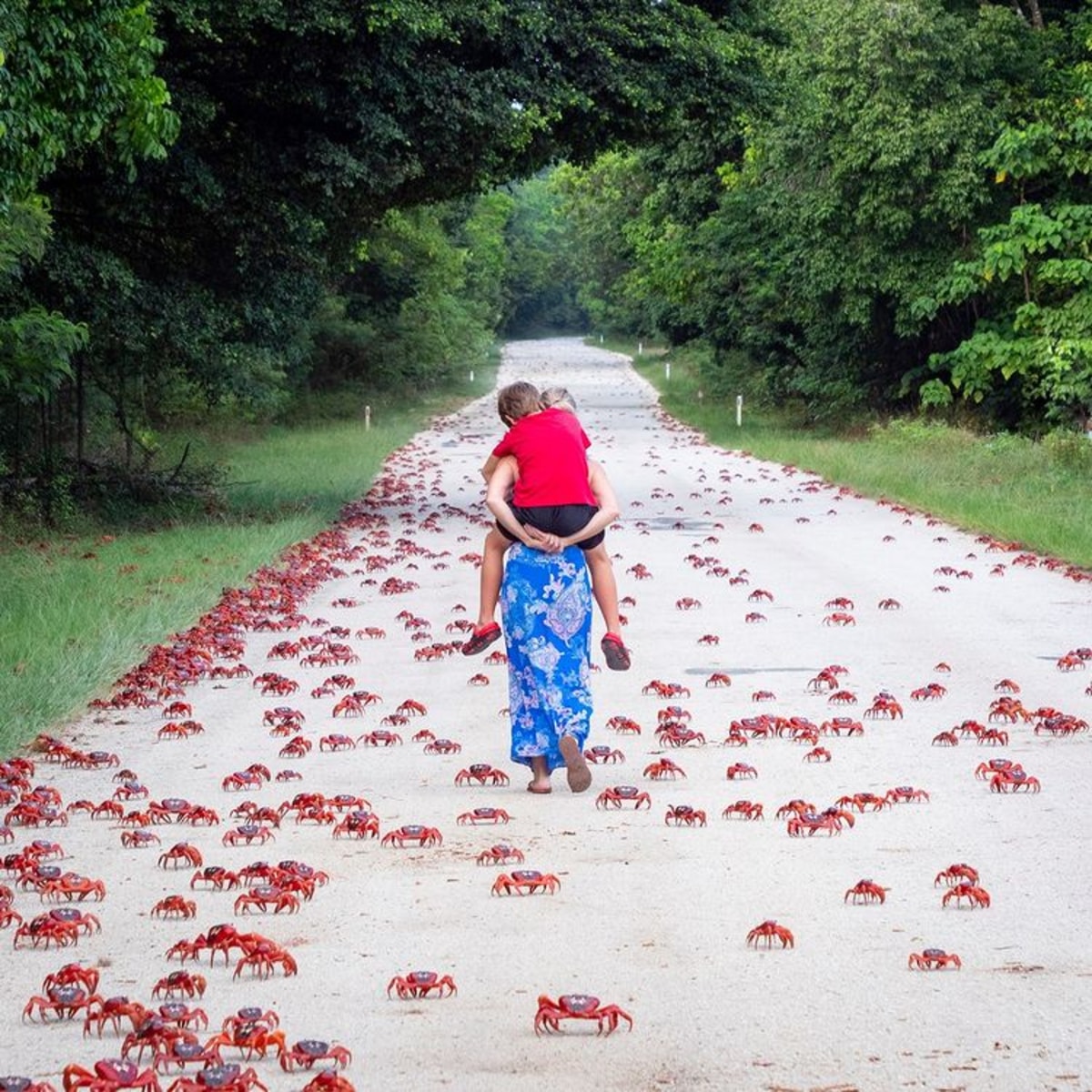 Assistez à l'incroyable migration des crabes rouges sur l'Île Christmas, Australie