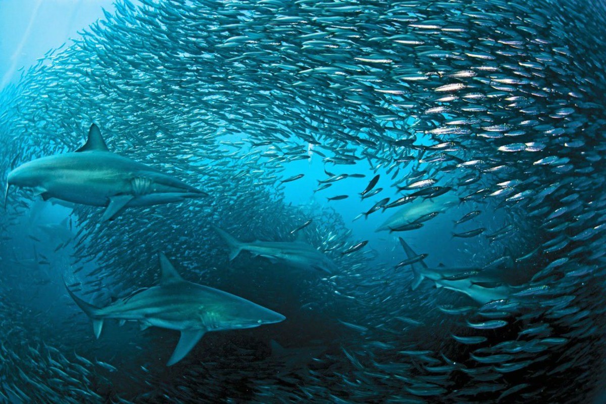 Assistez à la grande migration des sardines en Afrique du Sud, Afrique du Sud