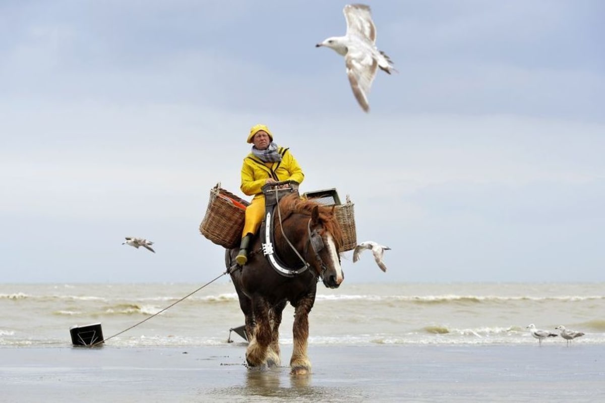 Garnaalfesten, Belgique