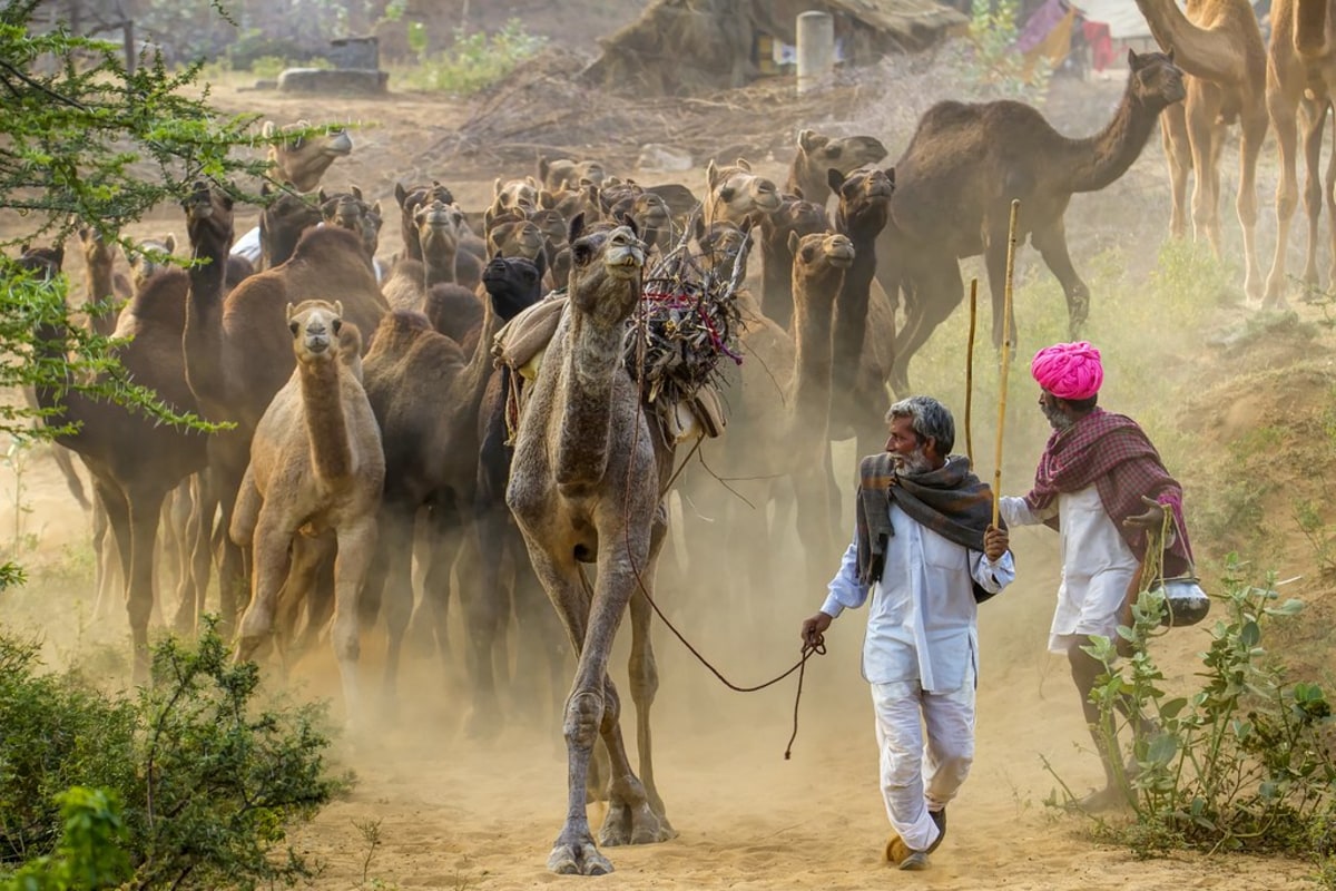 Foire aux chameaux de Pushkar, Inde