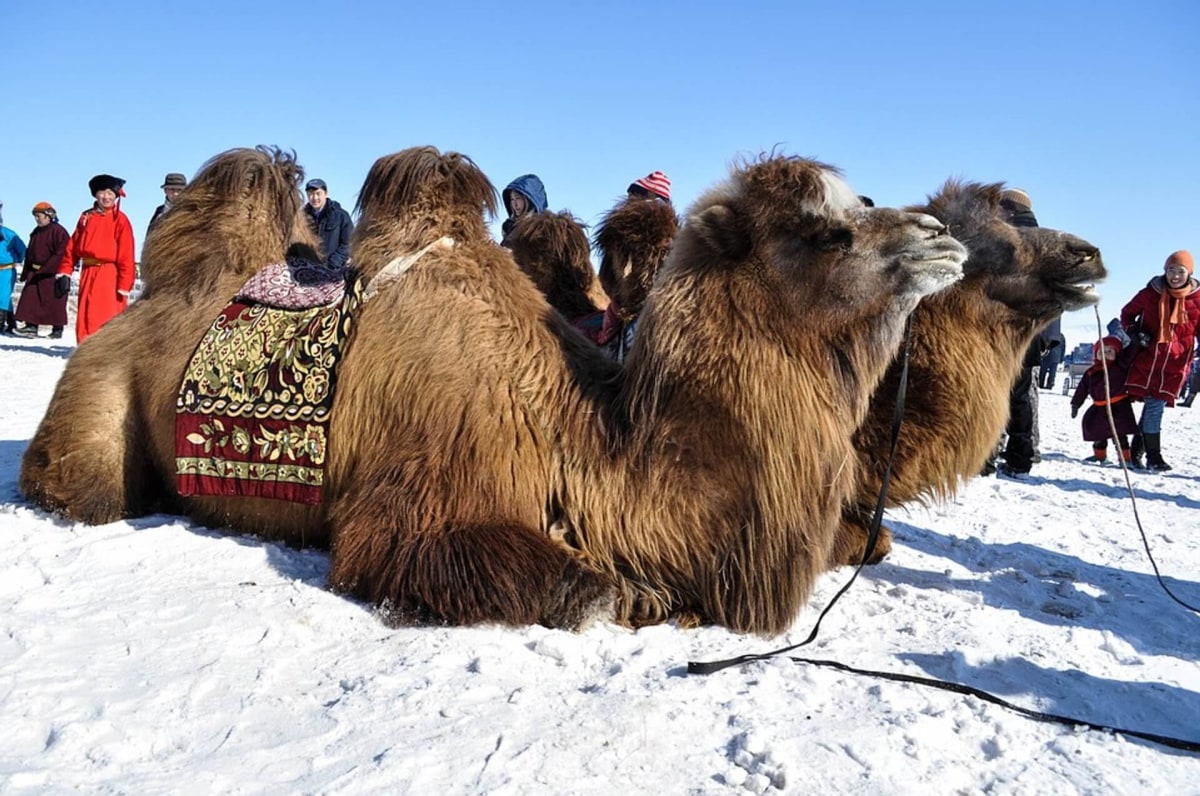 Festival des 1000 chameaux, Mongolie