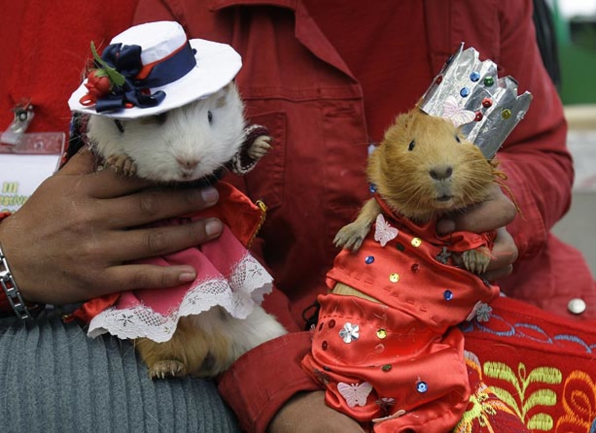 Guinea Pig Festival, Pérou