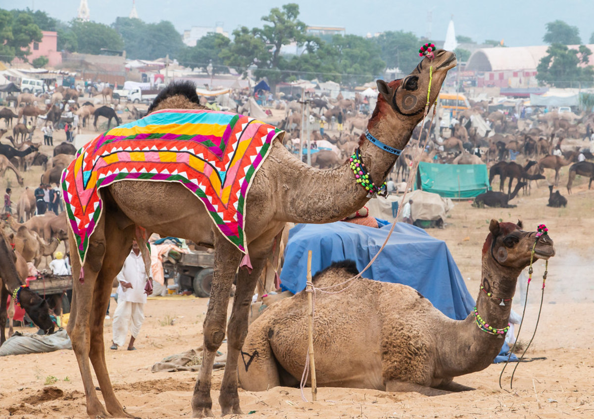 Foire aux chameaux de Pushkar, Inde