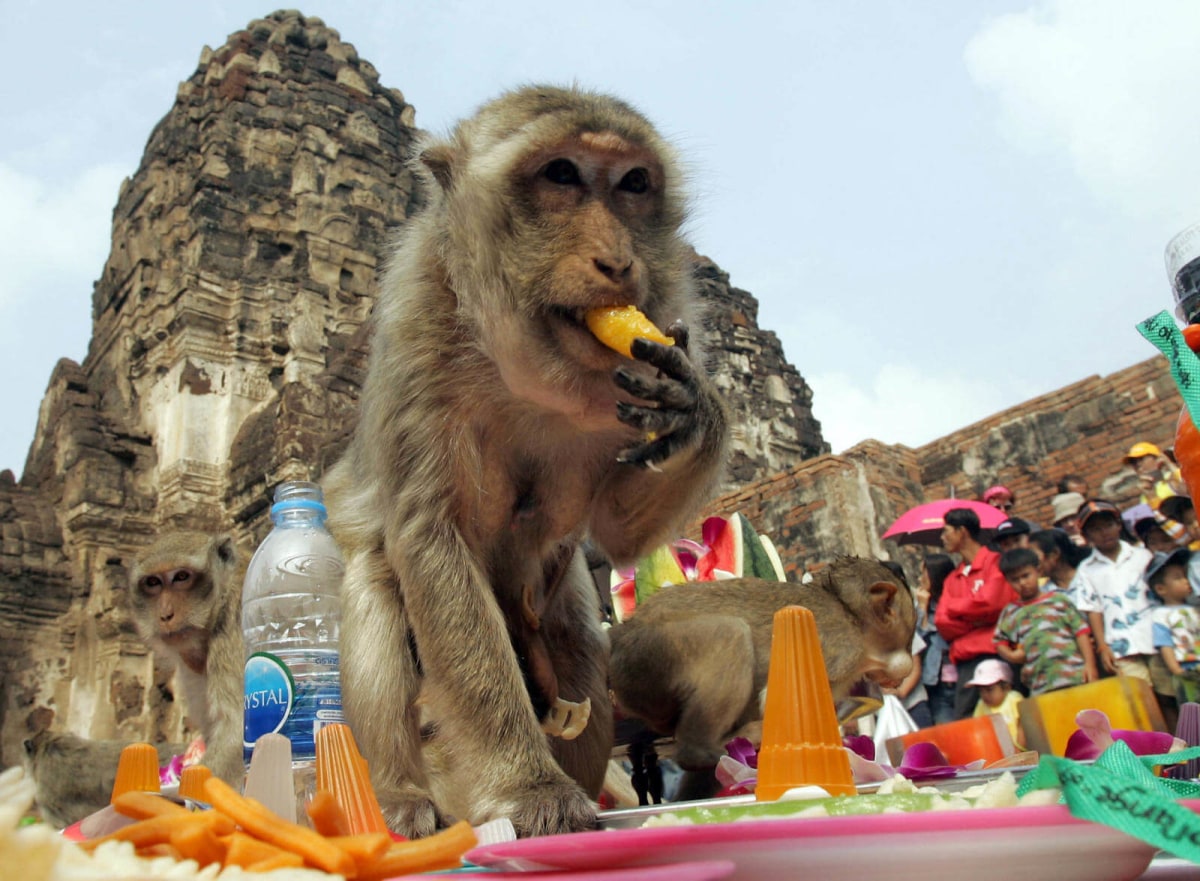 Monkey Buffet Festival, Thaïlande