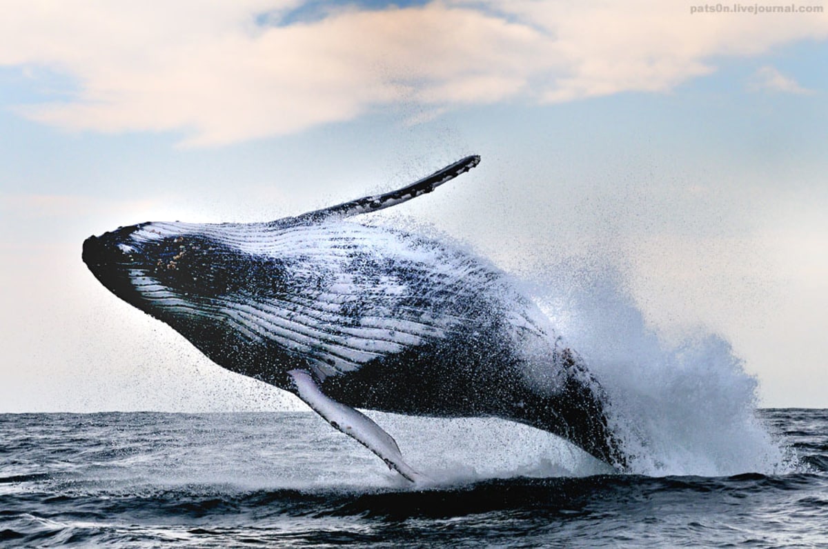 Observez les baleines à bosse sur la côte pacifique du Costa Rica, Costa Rica, Costa Rica