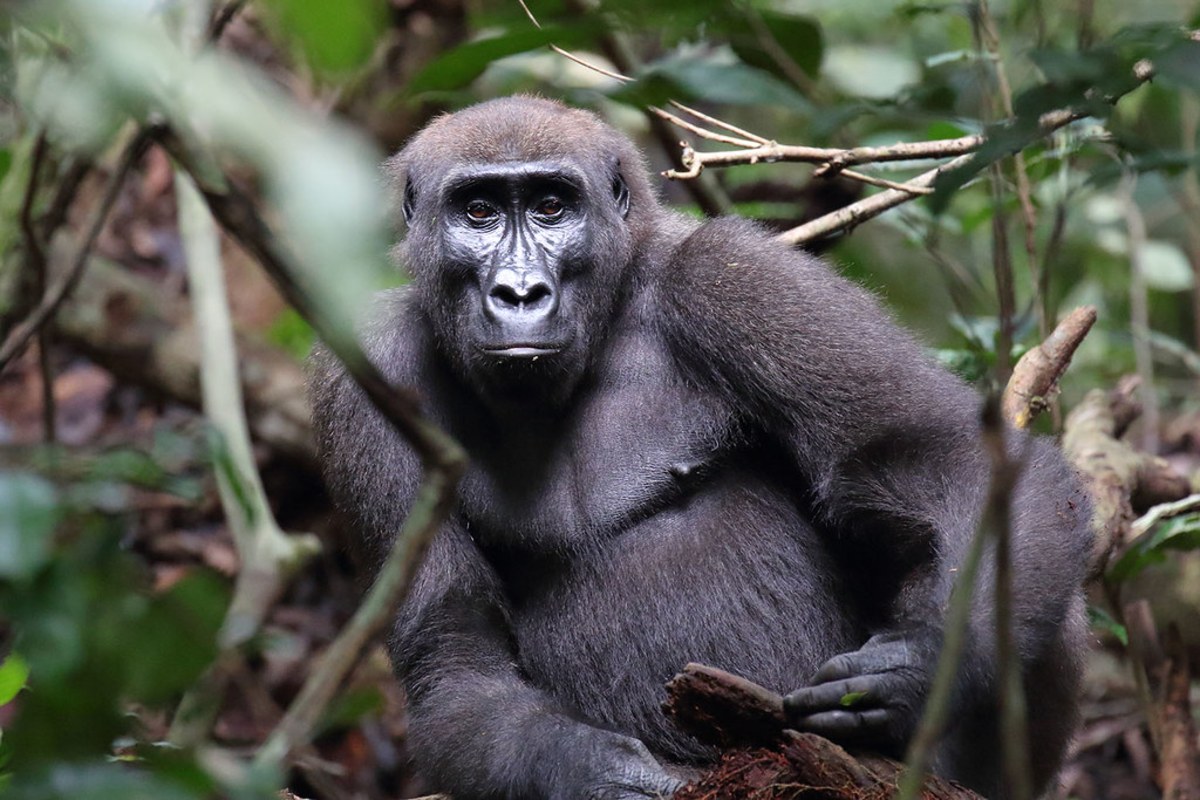 Rencontrez les gorilles des forêts de Guinée équatoriale, Guinée équatoriale