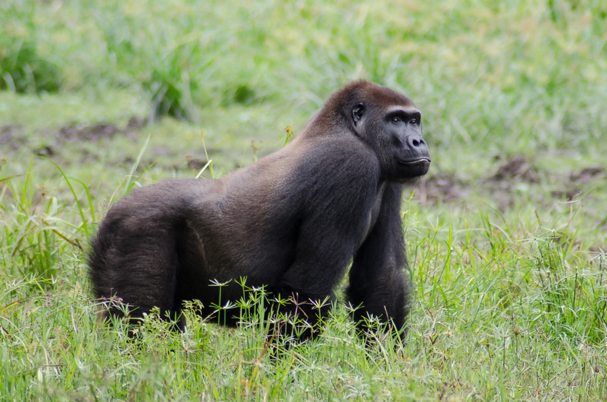 Rencontrez les gorilles des forêts de République centrafricaine, République centrafricaine