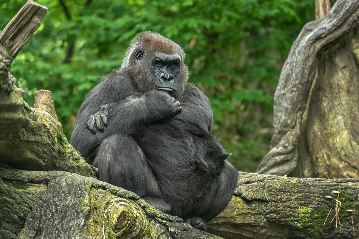 Rencontrez les gorilles des forêts de République du Congo, République du Congo