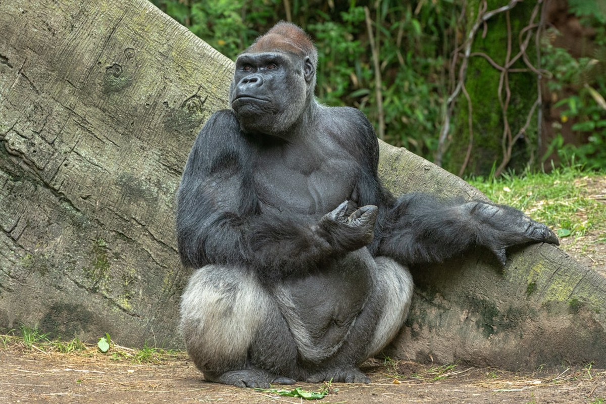 Rencontrez les gorilles des forêts du Cameroun, Cameroun, Cameroun
