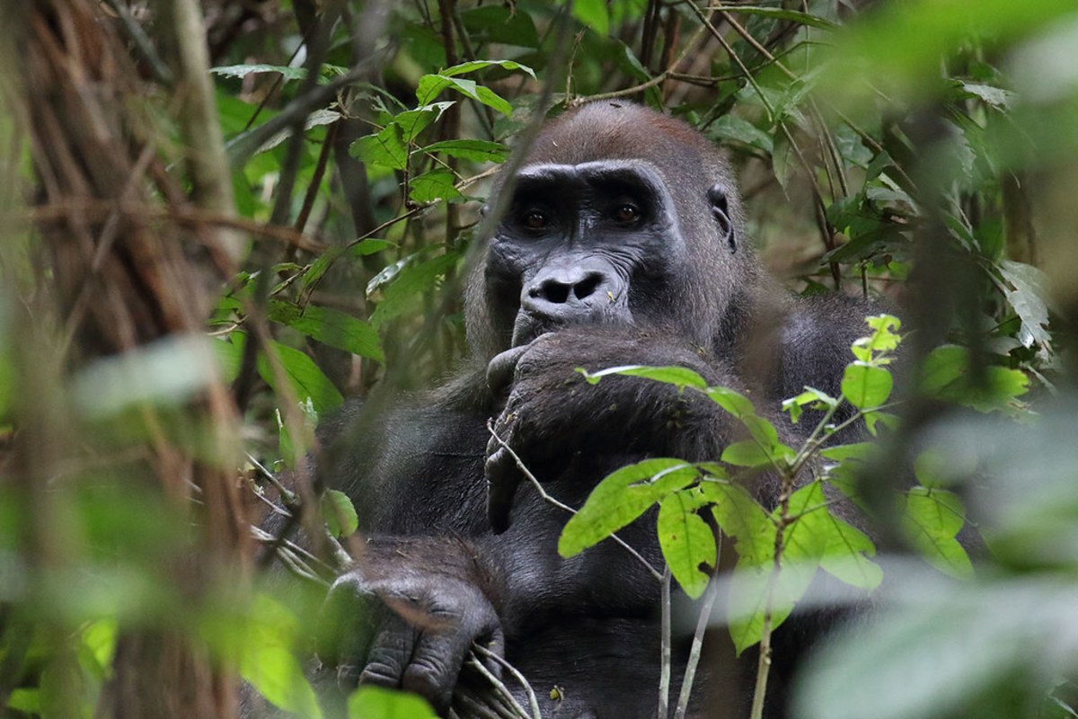 Rencontrez les gorilles des forêts du Gabon, Gabon, Gabon