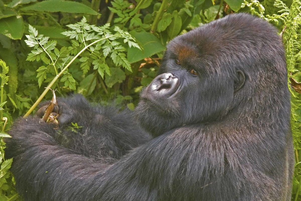 Rencontrez les gorilles des montagnes dans la forêt impénétrable de Bwindi, Ouganda