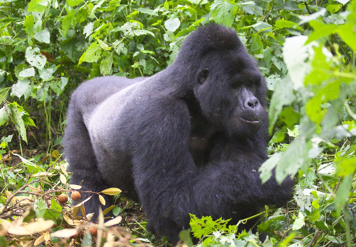 Rencontrez les gorilles des montagnes dans le massif des Virunga, République démocratique du Congo