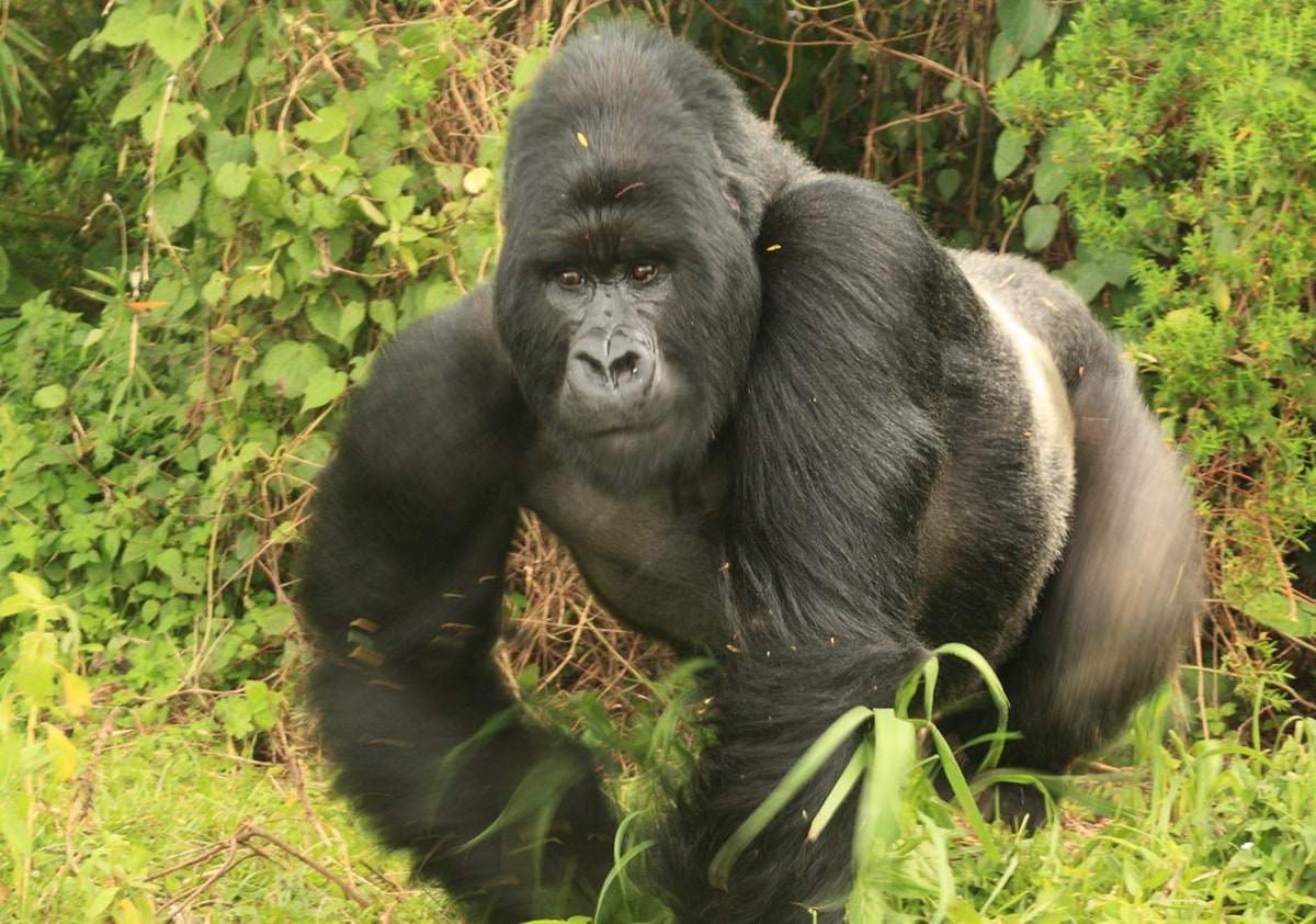 Rencontrez les gorilles des montagnes dans le parc national des volcans, Rwanda
