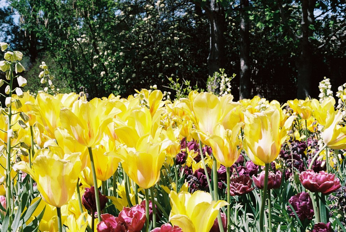 Tulip Festival, Pays-Bas