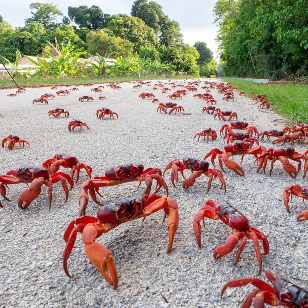 Assistez à l'incroyable migration des crabes rouges sur l'Île Christmas, Australie