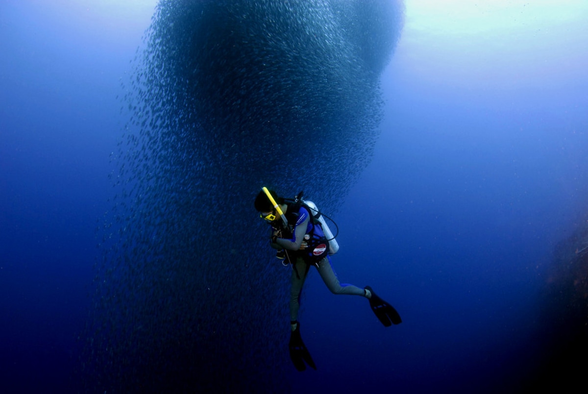 Assistez à la grande migration des sardines en Afrique du Sud, Afrique du Sud