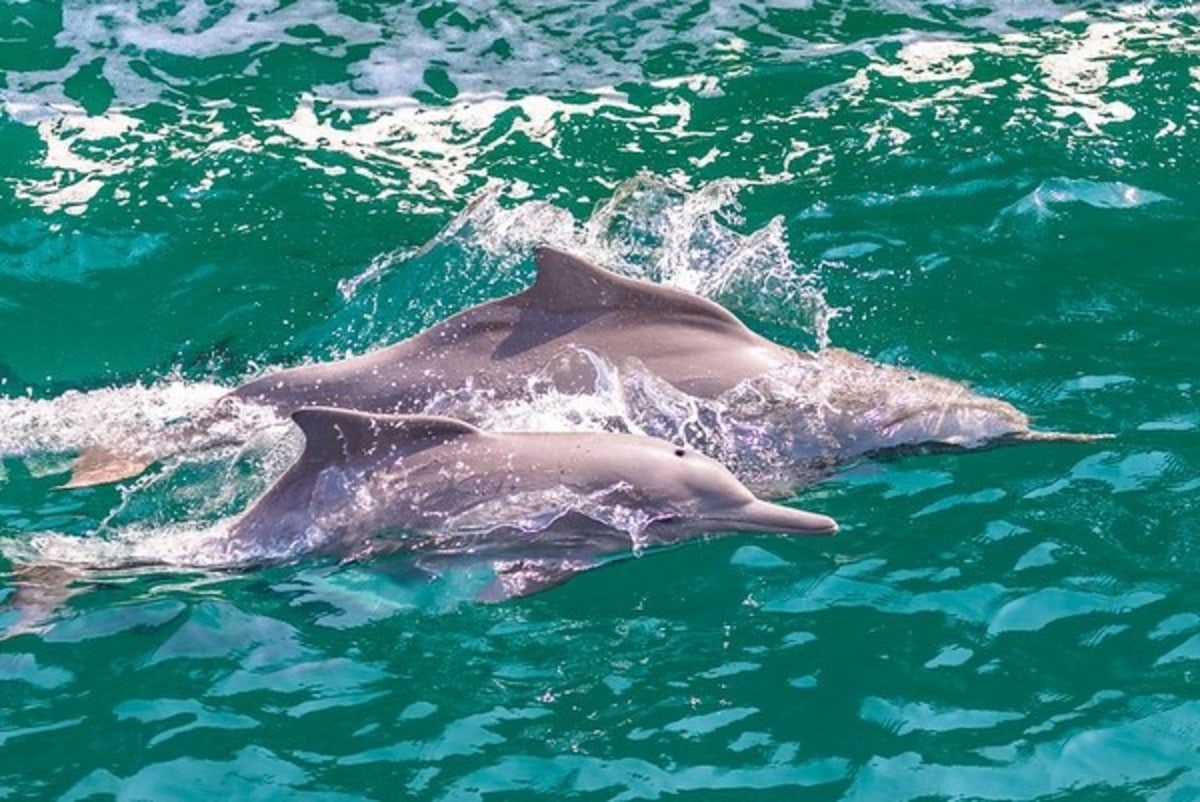 Naviguez au large des côtes sauvages de Shoab pour observer les dauphins, Yémen, Socotra