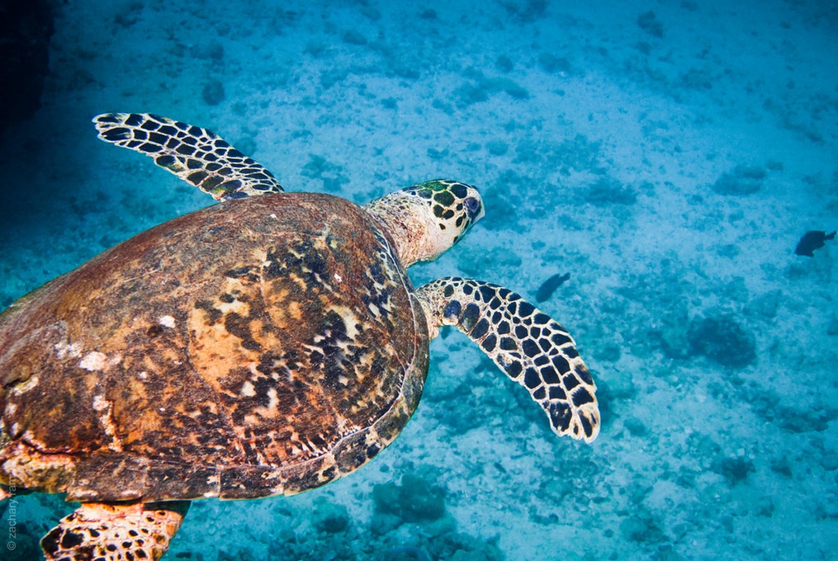 Partez plonger à la découverte des coraux et poissons de la Réserve marine de Dihamri, Yémen, Socotra