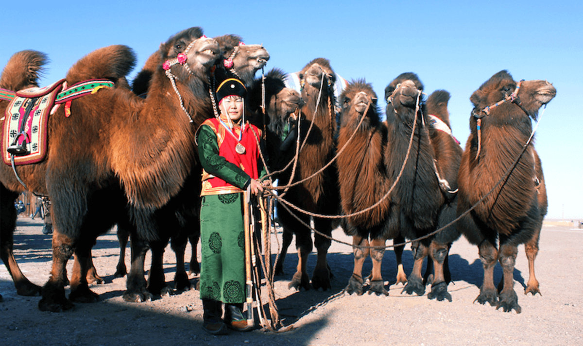 Festival des 1000 chameaux, Mongolie