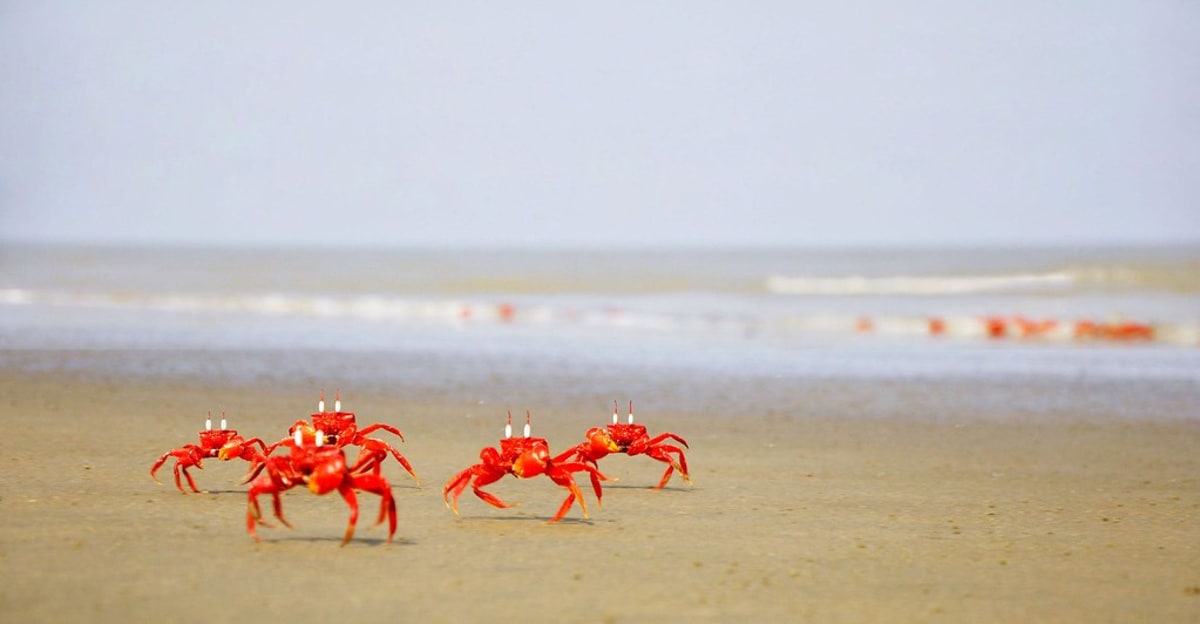 Assistez à l'impressionante migration de crabes rouges à Cuba, Cuba