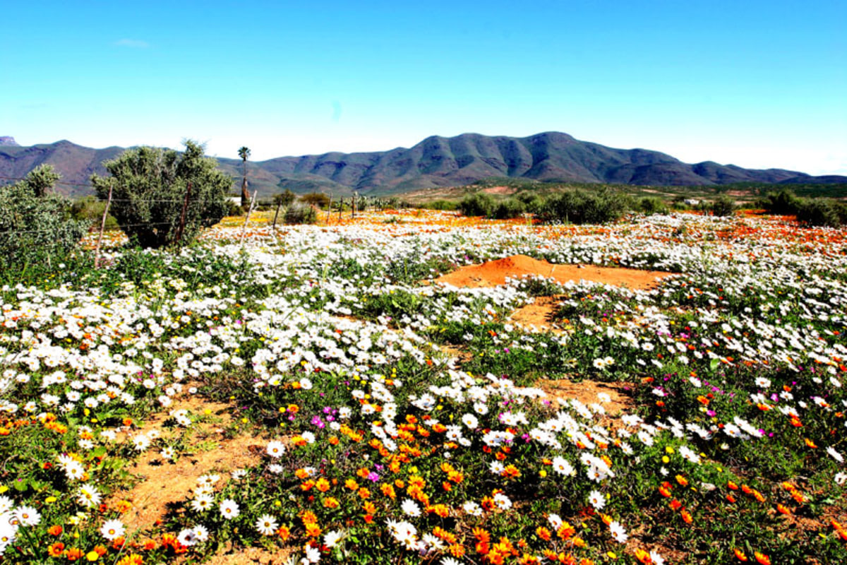 Admirez le festival de couleurs lors de la floraison du désert du Namaqualand, Namibie, Afrique du Sud