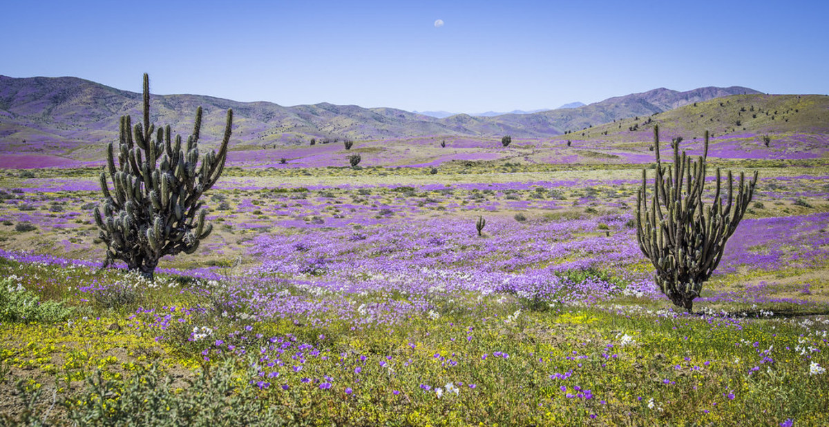 Assistez à l'incroyable floraison du Désert d'Atacama, Chili, Chili, Chili