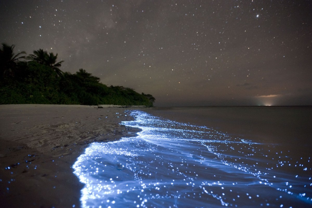 Plongez dans la mer d’étoiles de Vaadhoo aux Maldives, Maldives