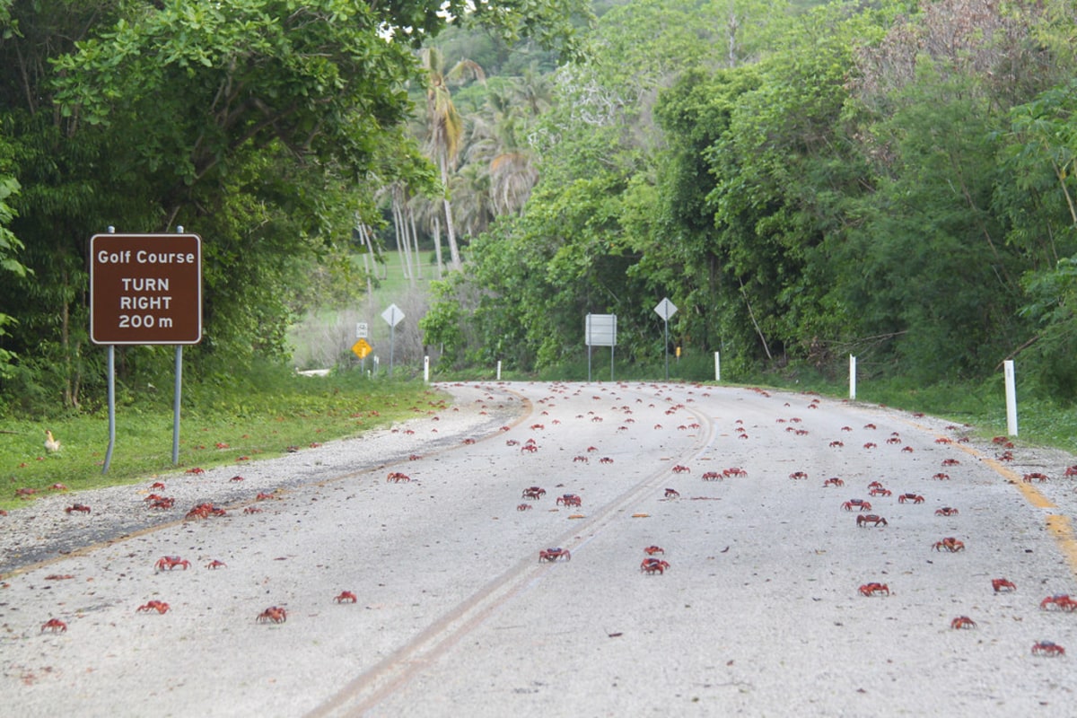 Assistez à l'impressionante migration de crabes rouges à Cuba, Cuba