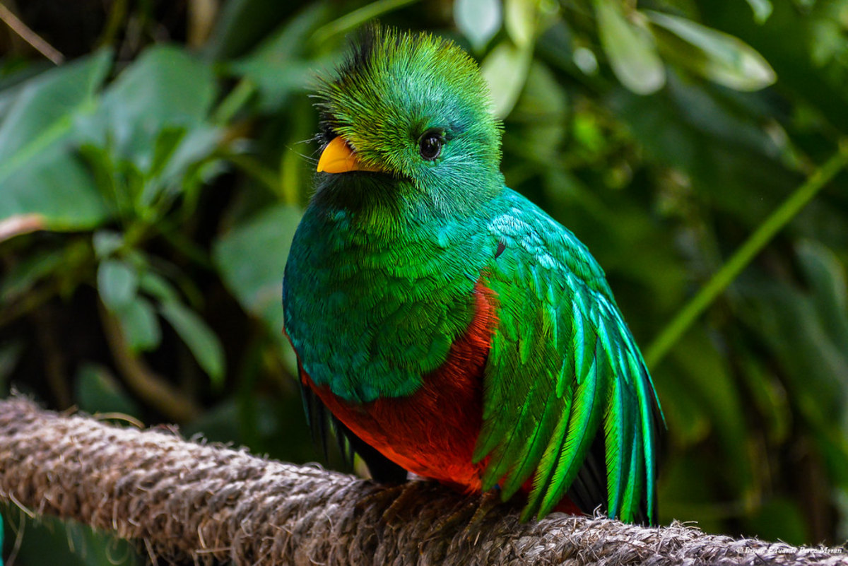 Observer le Quetzal dans la jungle du Panama, Panama