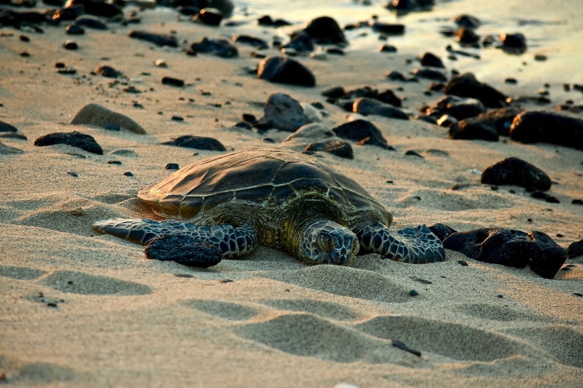 Assistee à la ponte des tortues vertes sur la côte Caraîbe du Costa Rica, Costa Rica