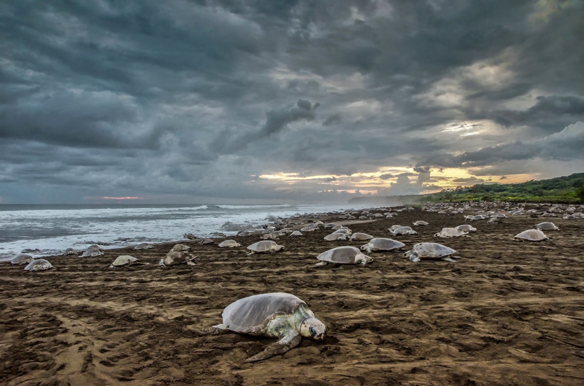Assistez à la ponte de milliers de tortues de Ridley au Costa Rica durant les « arribadas », Costa Rica