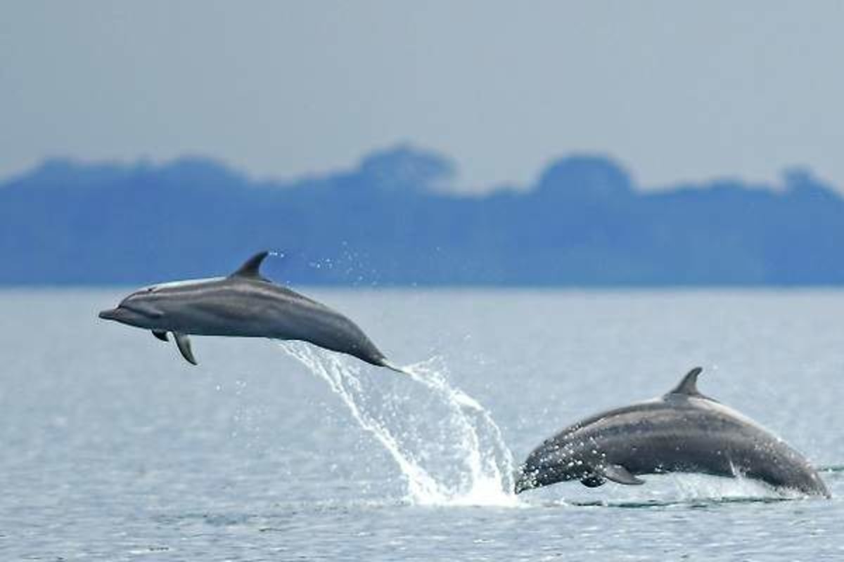 Festival de Ballenas y Delfines, Costa Rica