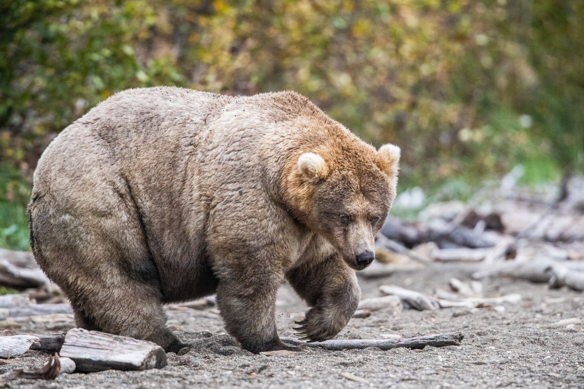 Fat Bear Week, États-Unis