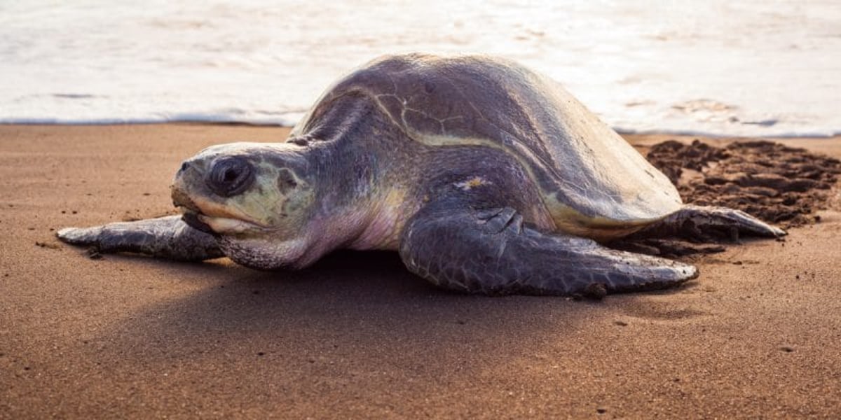 Assister à la ponte des tortues vertes sur les plages de l'île Poilao dans l'archipel des Bijagos, Guinée-Bissau