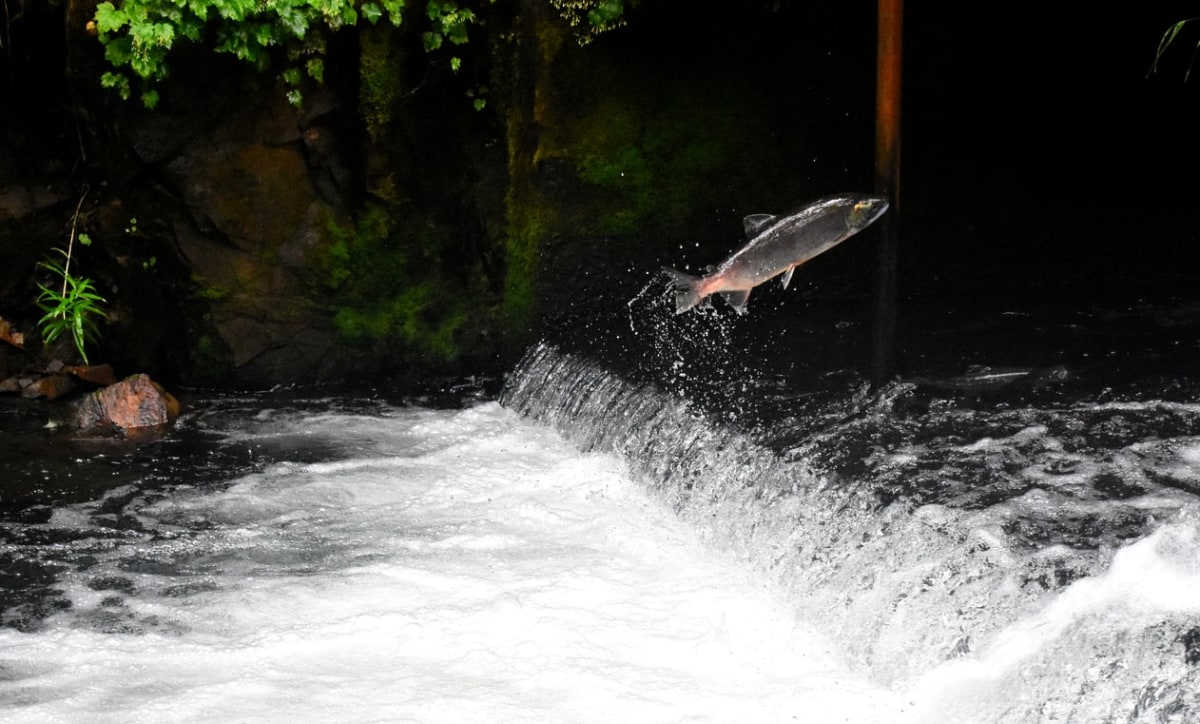 Assistez à la reproduction des saumons en Alaska, États-Unis
