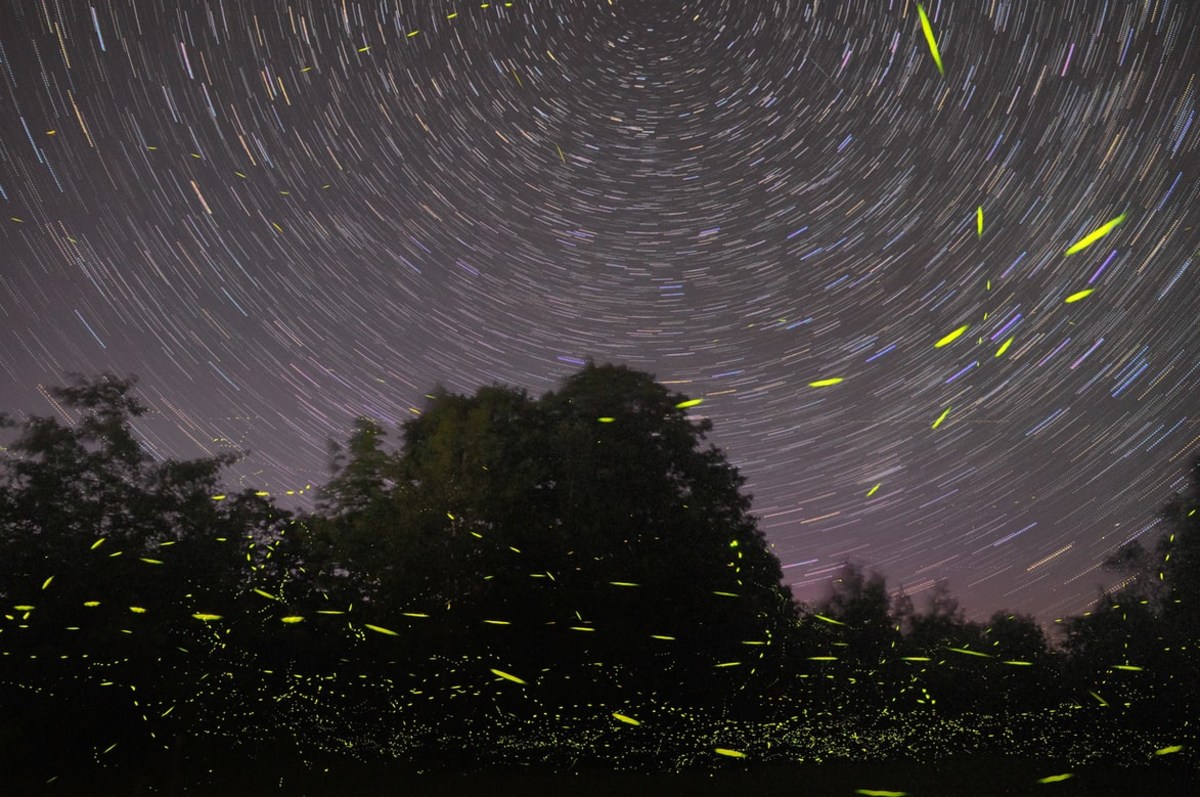 Assister au spectacle féérique des lucioles dans le parc national des Great Smoky Mountains, États-Unis, États-Unis
