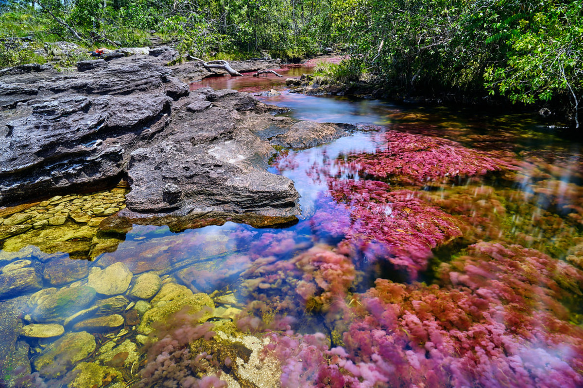 Admirez les couleurs spectaculaires de Caño Cristales en Colombie, Colombie