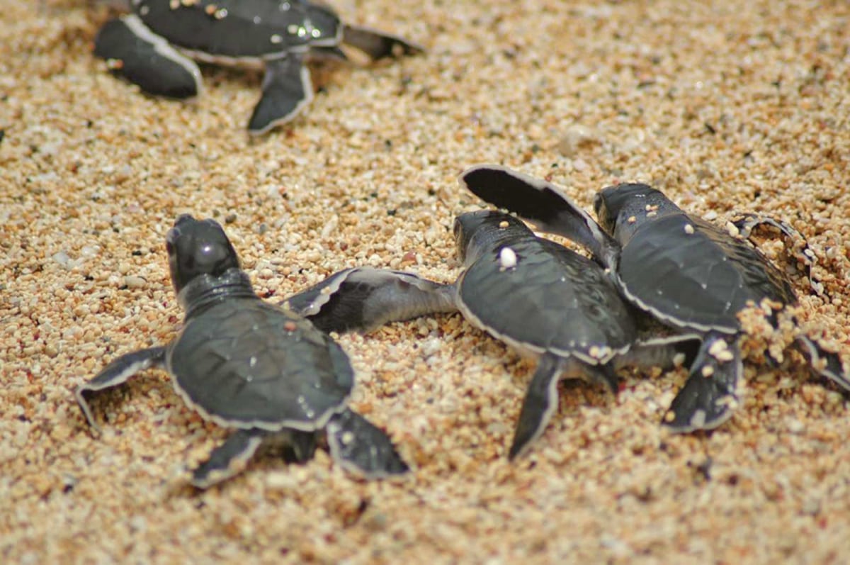 Assister à la ponte des tortues marines sur les plages de Sao Tomé, Sao Tomé-et-Principe