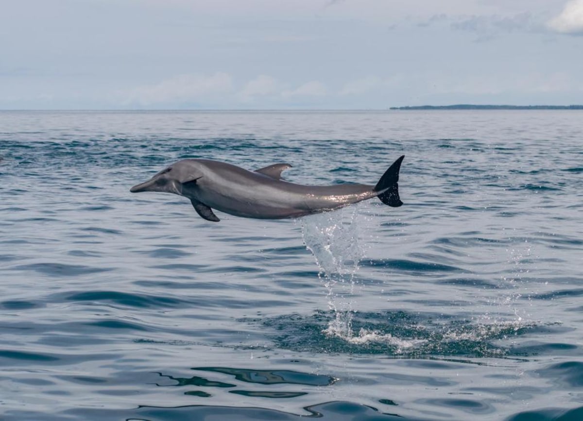 Observez les dauphins au large des côtes de Sao Tomé, Sao Tomé-et-Principe