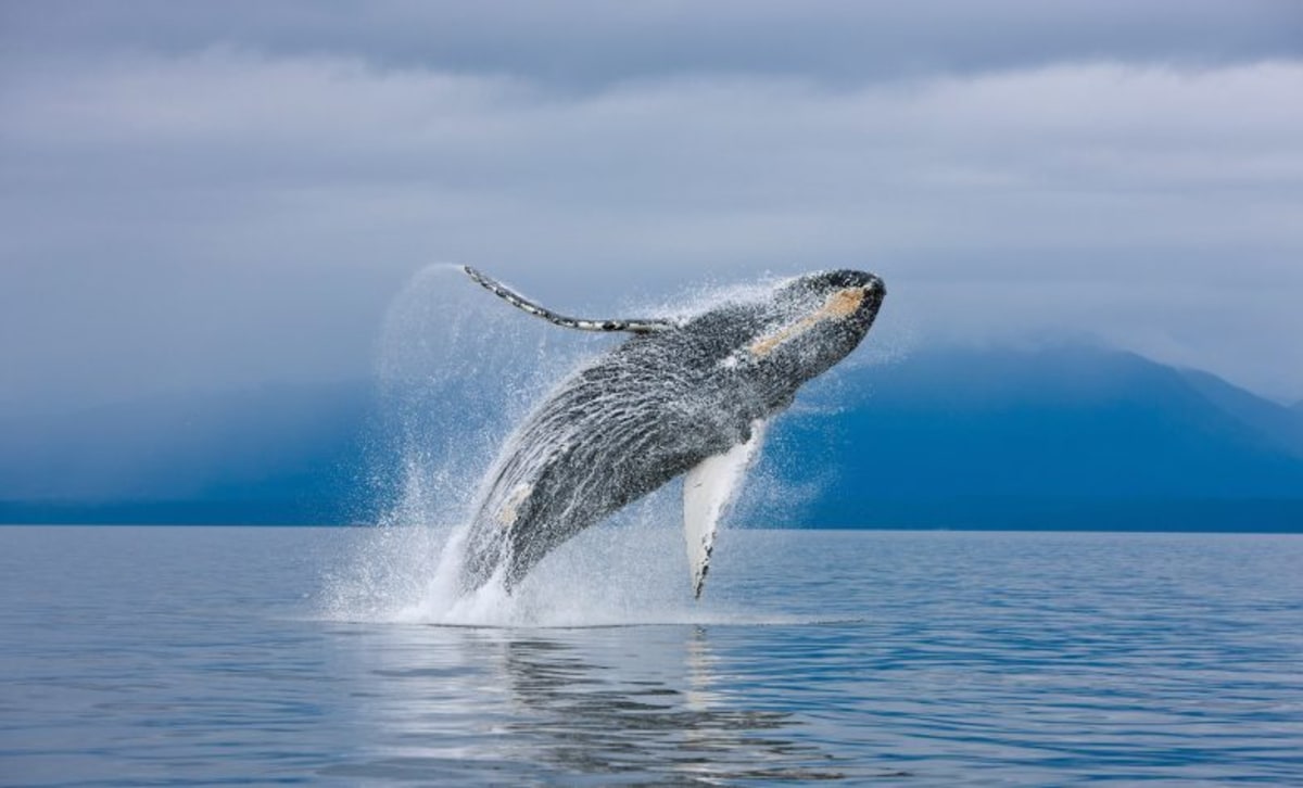 Observez les baleines au large des côtes de Principe, Sao Tomé-et-Principe