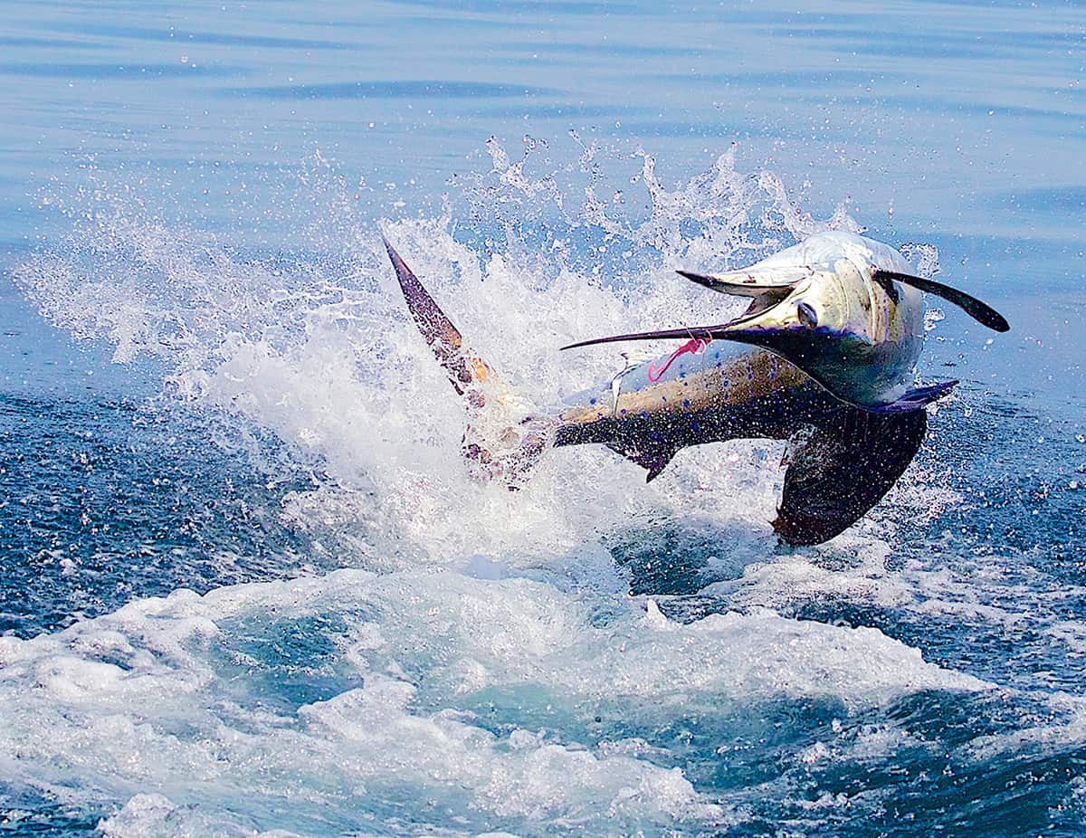 Sortie pêche en mer (journée), Sao Tomé-et-Principe