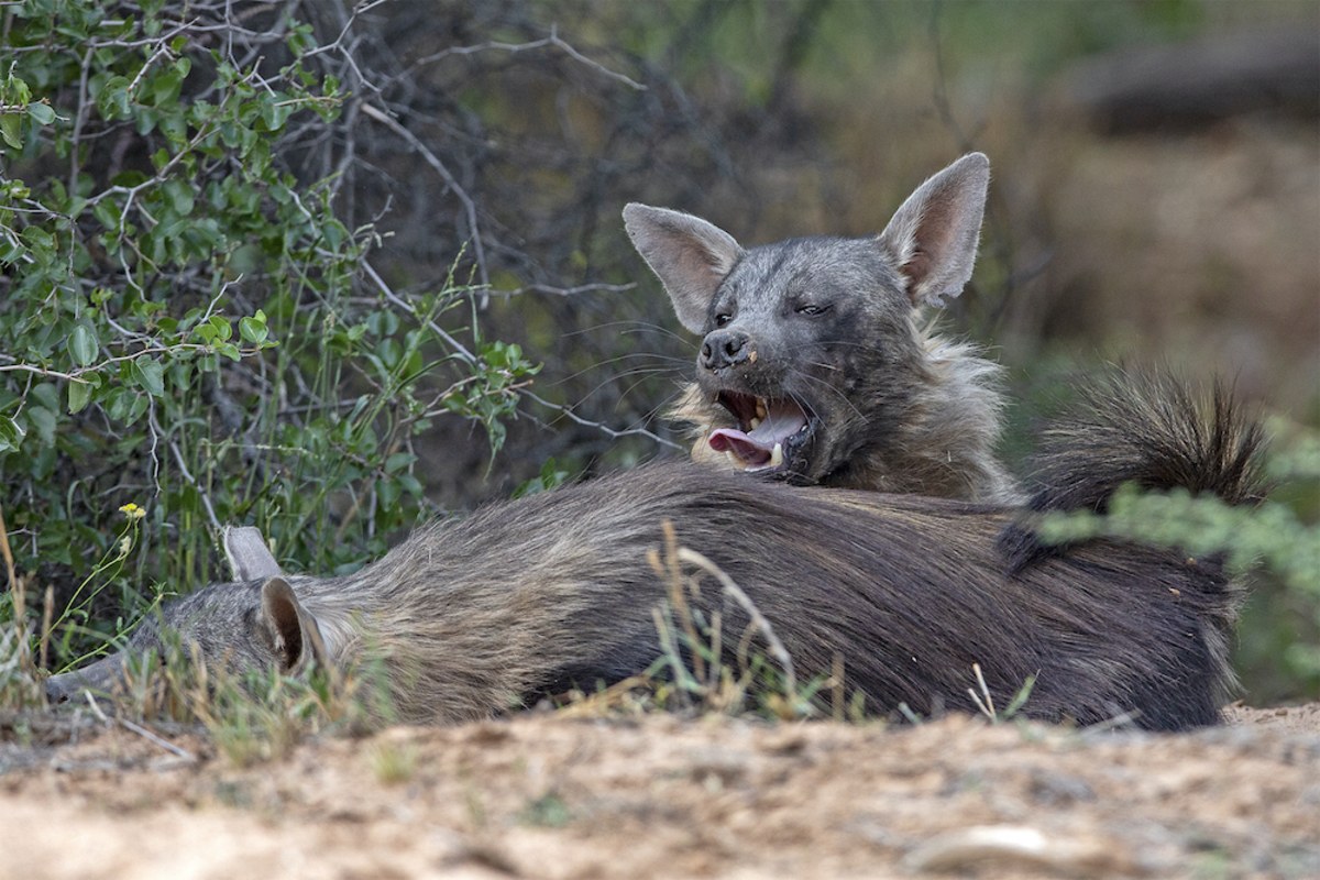Observation d'espèces rares dans la Réserve naturelle d'Okonjima, Namibie