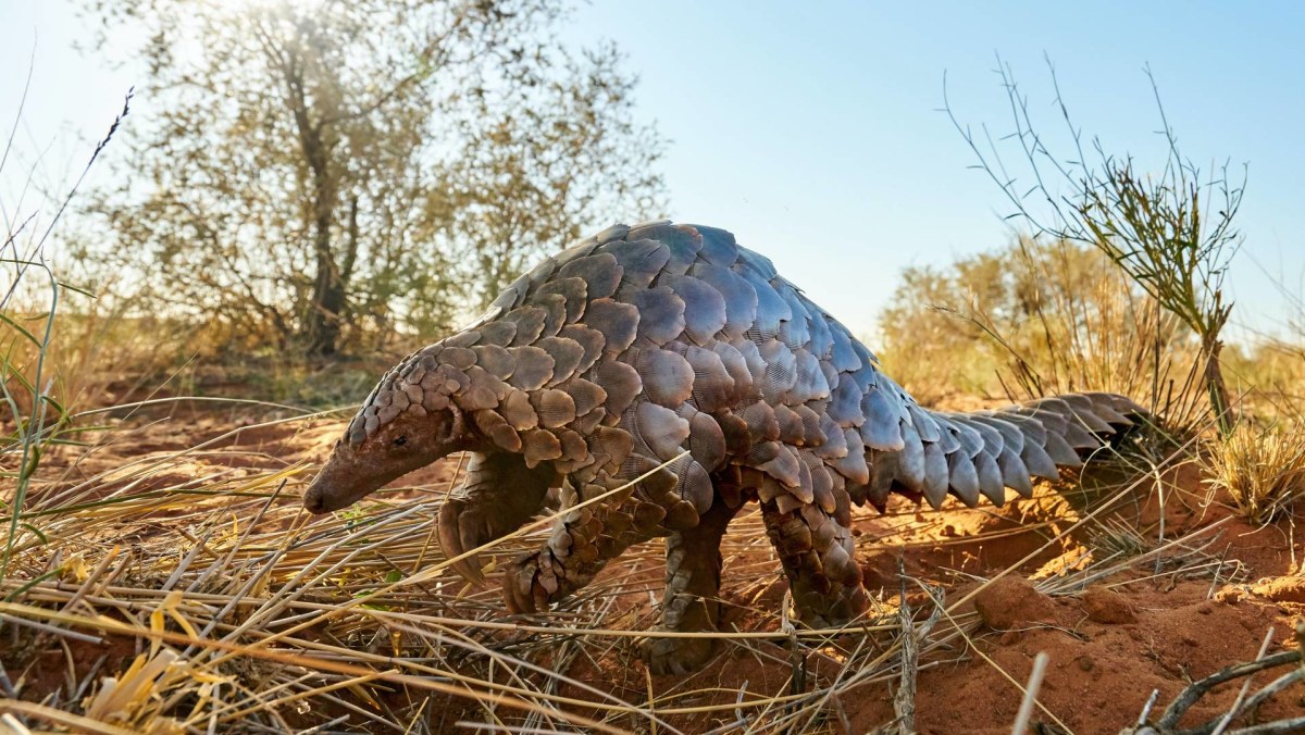 Observation des pangolins dans la Réserve naturelle d'Okonjima, Namibie