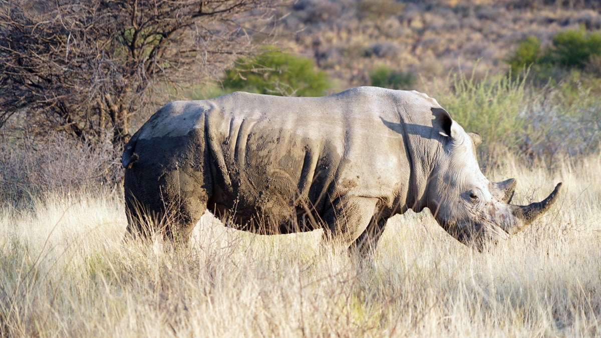 Observation des rhinocéros blancs dans la Réserve naturelle d'Okonjima, Namibie