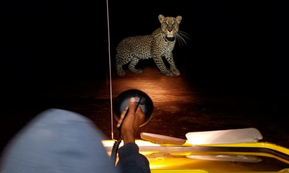 Safari nocturne dans la Réserve naturelle d'Okonjima, Namibie