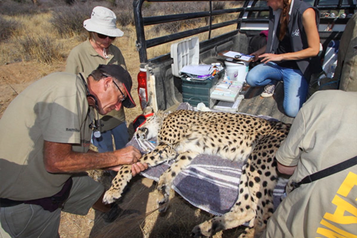 Découverte de la Fondation AfriCat, Namibie