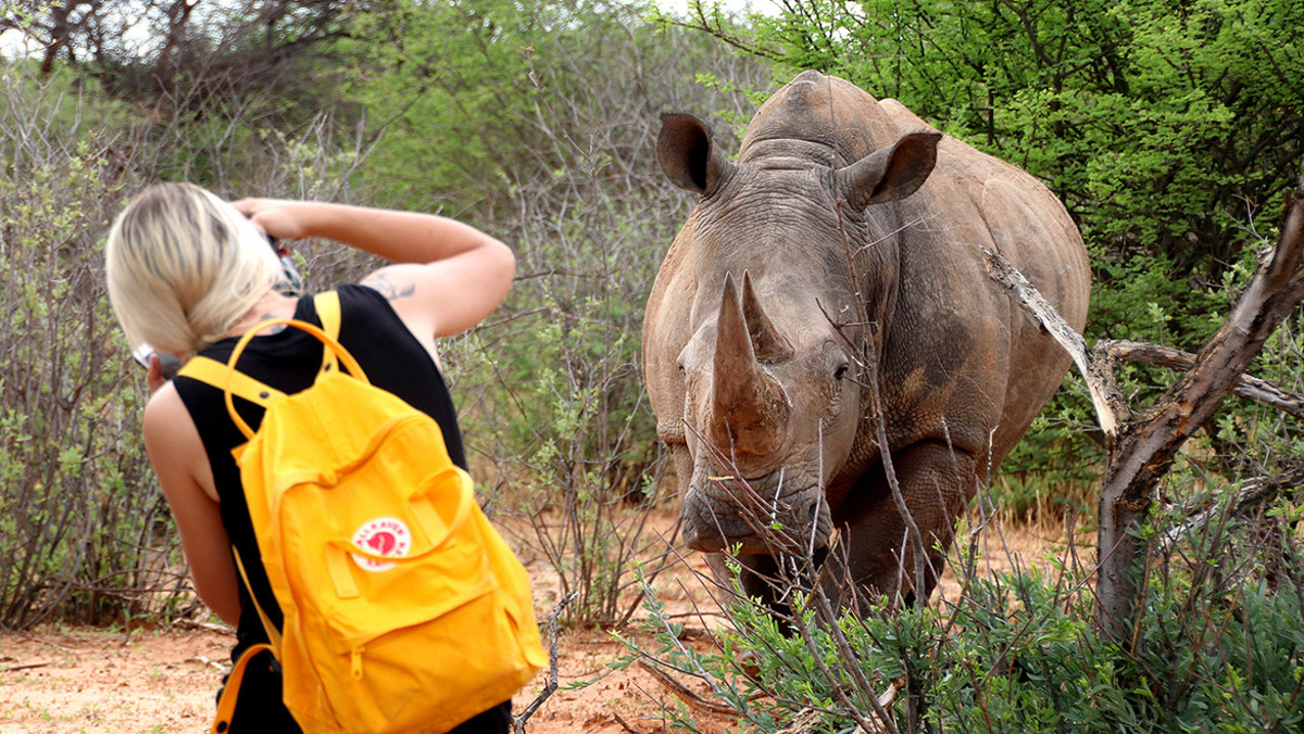 Observation des rhinocéros du Waterberg à pied, Namibie