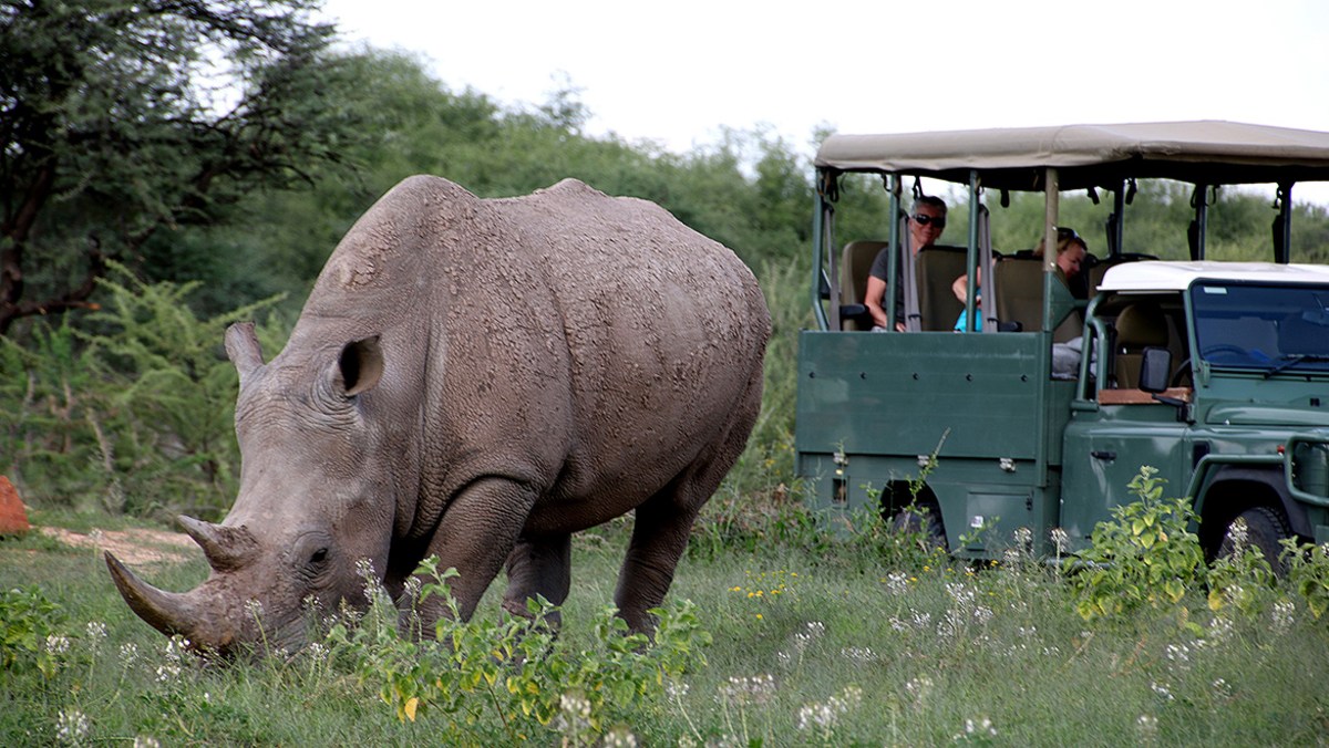 Observation des rhinocéros du Waterberg en 4x4, Namibie